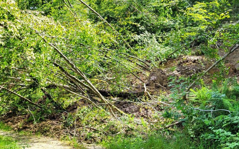 Bäume, die an einem Hang hinunterrutschen